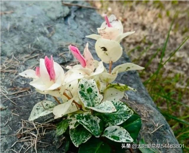 夹竹桃图片:花叶络石怎么修剪才爆盆？