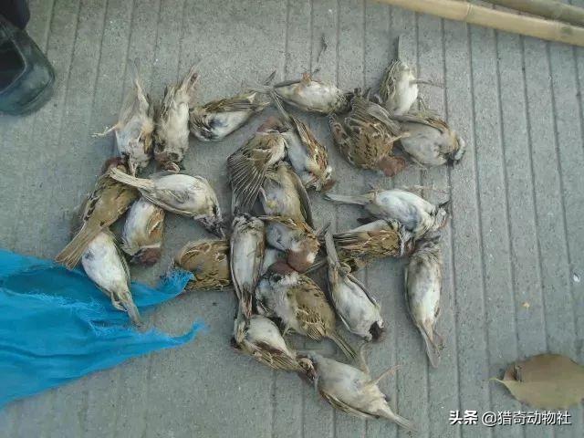 煤山雀是国家保护动物吗:麻雀是国家几级保护动物？
