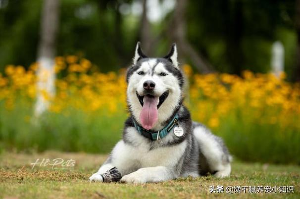 没有狗活不下去:如果把成群家犬宠物犬流浪犬放到非洲草原，能否存活繁衍下去？