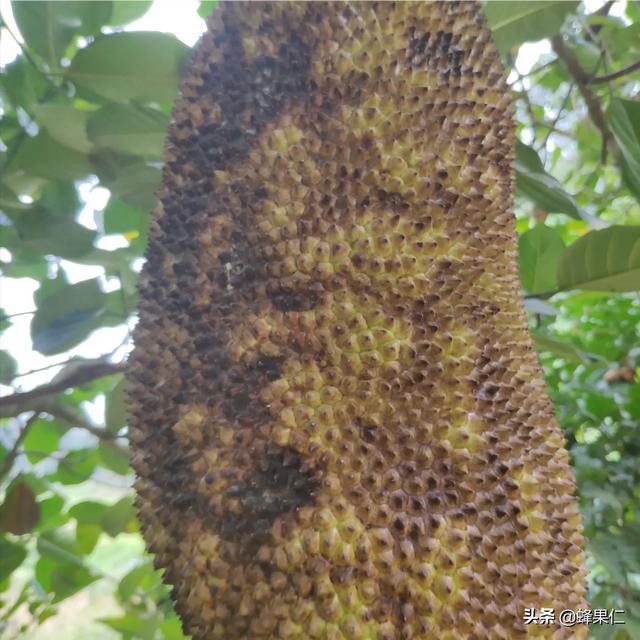 马来西亚进口壮阳蜂蜜，工厂搬到马来西亚，月薪一万二包吃包住，要不要去呢