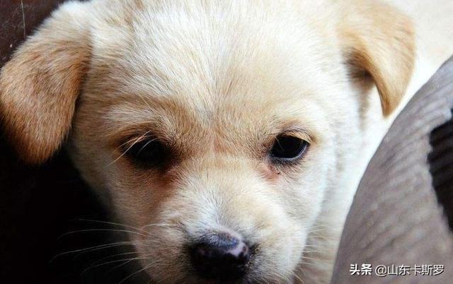 天竺鼠怀孕几个月生:狗狗怀孕什么时候生，要做些什么？