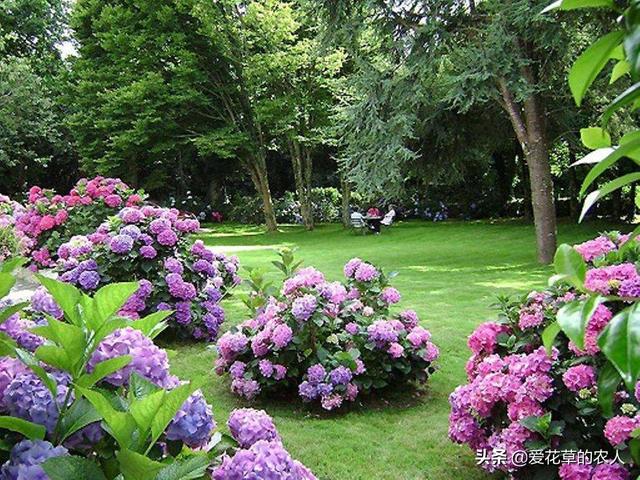 八仙花图片:八仙花图片和介绍 八仙花得了白粉病，该怎么治？