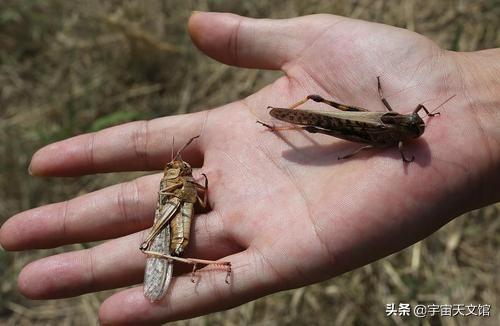 定西地震惊现狗坚强:得了乳腺癌的姐妹们，你们都还好吗？