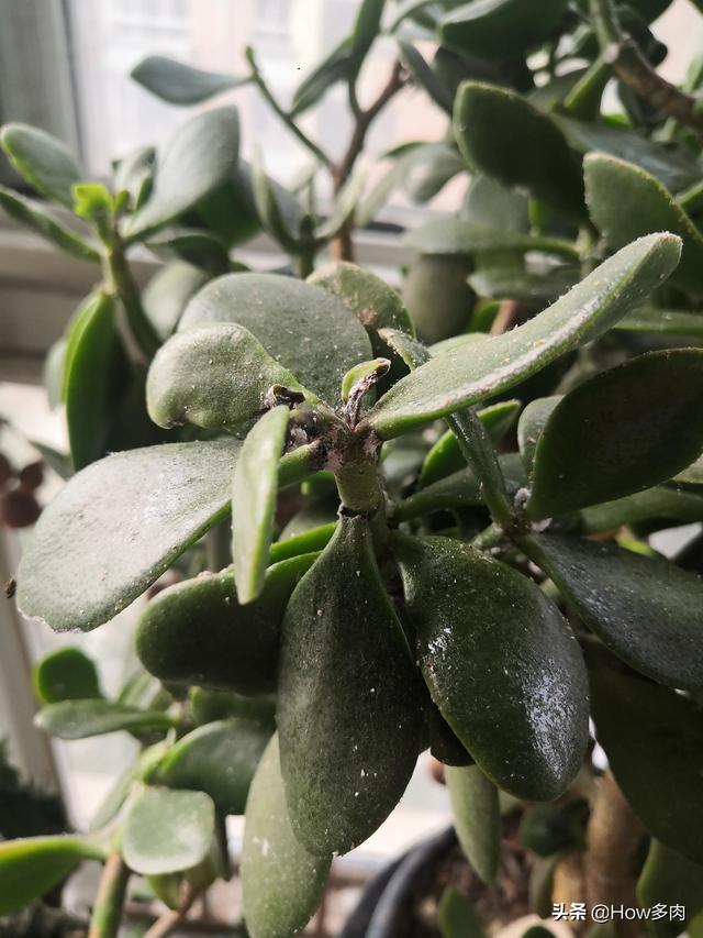 介壳虫图片:危害桃的介壳虫有哪几种？如何防治？