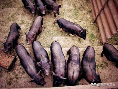 猪的细小病毒症状:母猪得了病毒还能受孕吗？