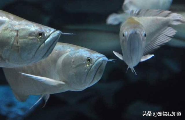 养鱼为什么养单不养双，两条银龙鱼可以放在一起养吗？