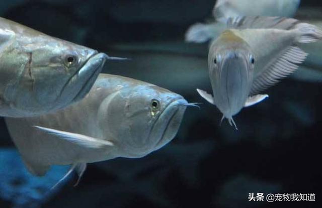 银龙鱼怎么养好长得好看:两条银龙鱼可以放在一起养吗？