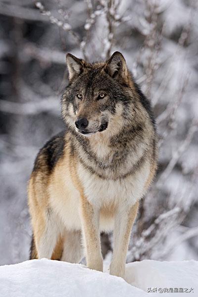 熊狼老虎是雪豹的竞争对手吗