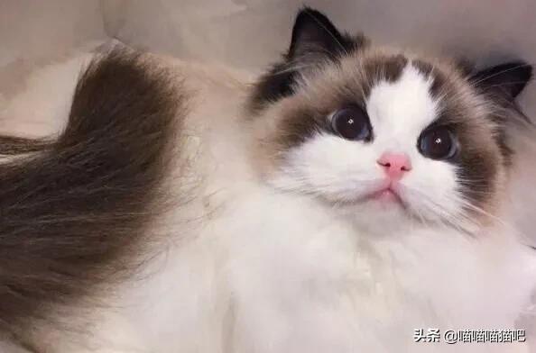 布偶猫图片:布偶猫的毛量是天生的吗，布偶猫毛量后天能改变吗？ 布偶猫图片高清