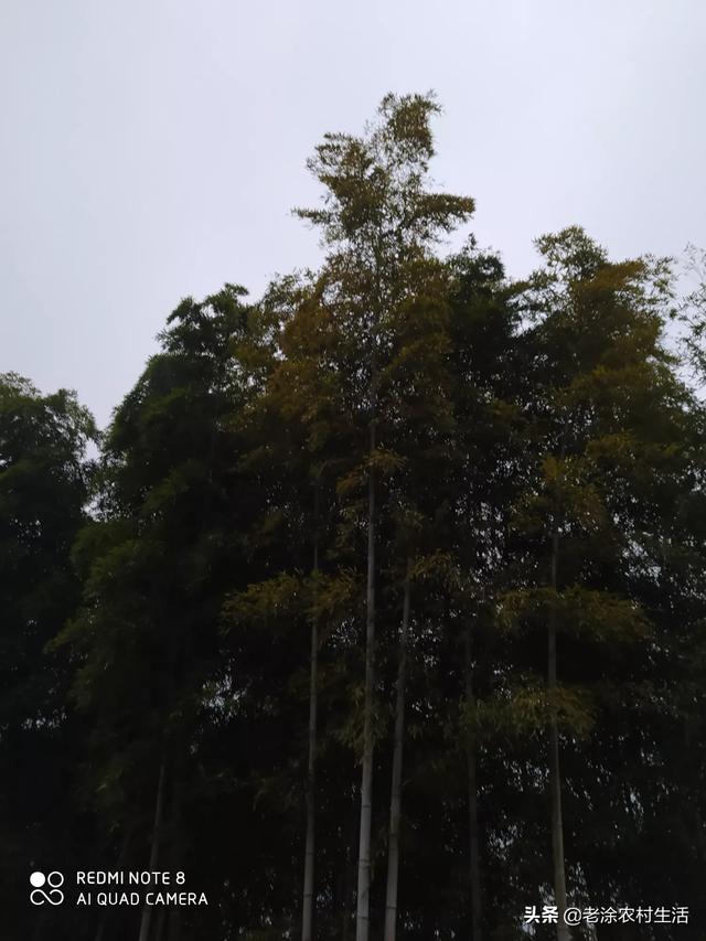 头条问答 如何科学栽培小竹笋 需要注意哪些细节 2个回答