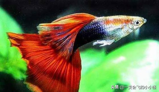 孔雀尾鱼刚出生的小鱼吃什么:孔雀鱼下的小鱼吃什么好？