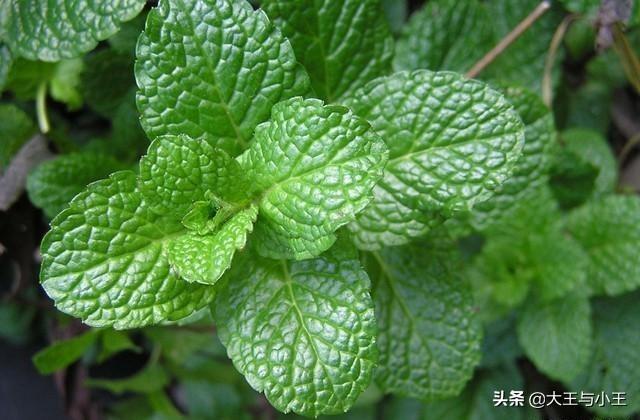 头条问答 绿植薄荷会开花吗 77个回答