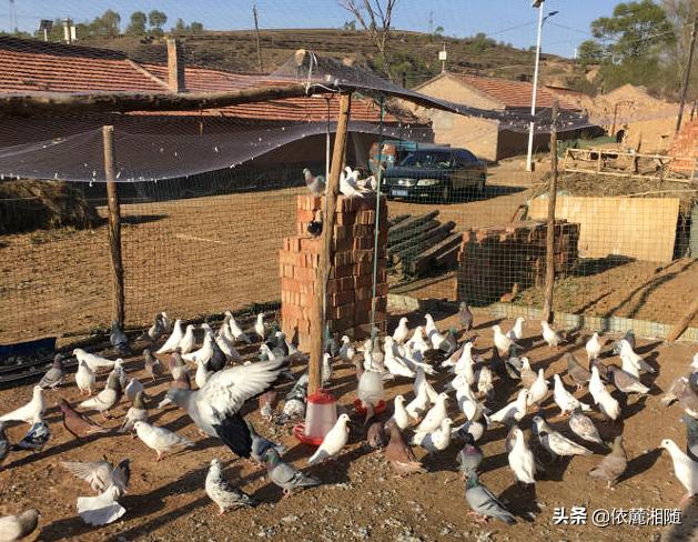石家庄斑鸠养殖场:玉米地里养殖野鸡，会影响玉米的收成吗？