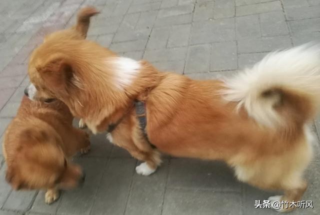 犬交真实感受:遛狗把狗遛到走不动了是什么感受？