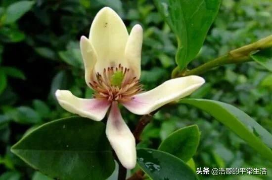 含笑花怎么养才会开花:含笑花叶子出现黑斑是什么原因？