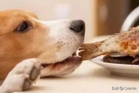 哈士奇犬胃炎症状:哈士奇拉稀特别频繁，怎么回事？