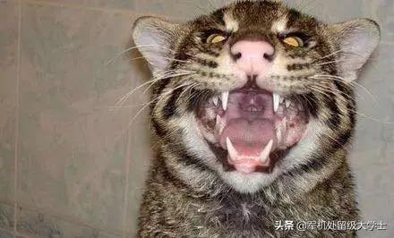 把成年老虎缩小到家猫大小,人类还会害怕吗？