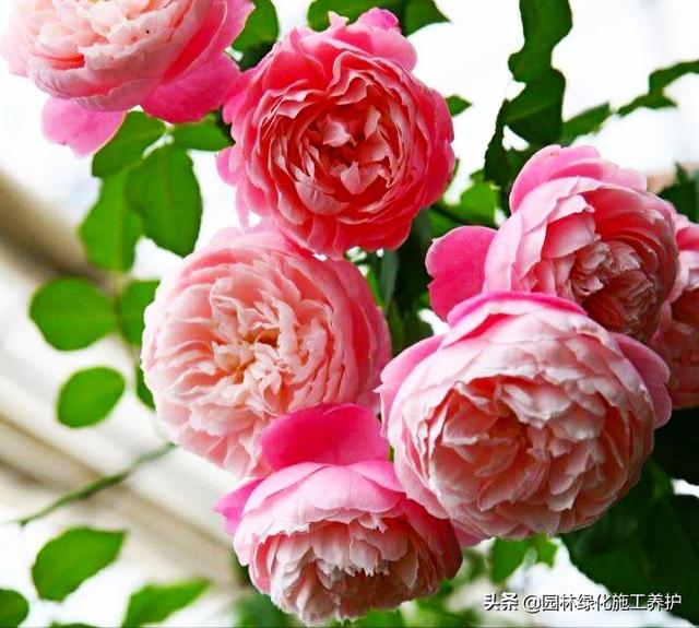 vents月季花品种介绍及图片:伊芙月季里最香的品种 月季朱丽叶好种吗？有哪些技巧？