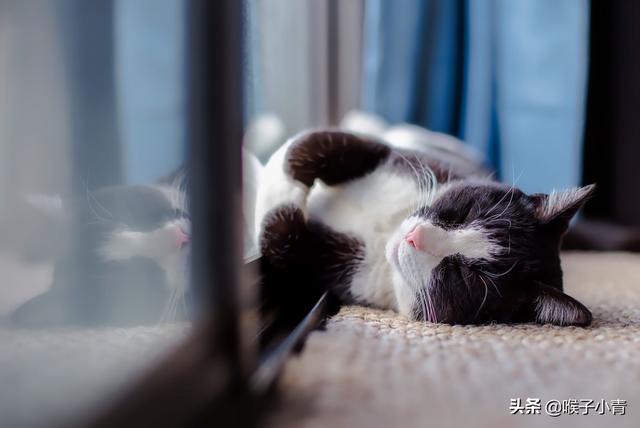 猫病:为什么我的猫在猫舍好好的一到家就得病？