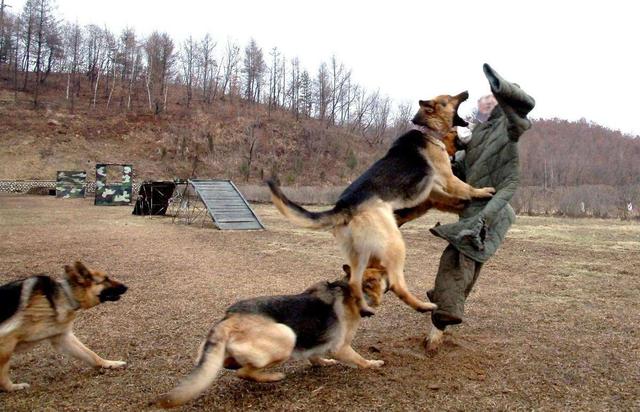 军犬在军队里的生活是怎样的?