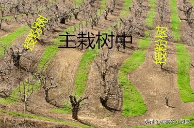 鲁樱三号可以用美早樱桃作为授粉树吗，注意什么？