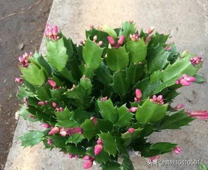 蟹爪兰图片:蟹爪兰开完花以后，叶片非常的瘦，怎么办？