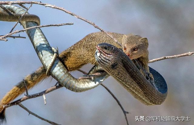 眼镜王蛇vs银环蛇图片:眼镜王蛇能不能打过黄鼠狼？在农村遇到眼镜王蛇怎么办？