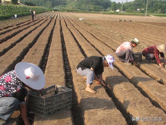 生姜种植利润怎么样，洋荷姜适宜在四川种植吗，前途靠谱吗市场价大概是多少