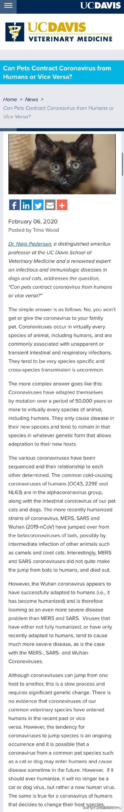 传染性腹膜炎:猫传腹是猫的什么病，真的像兽医说的那样无药可治吗？