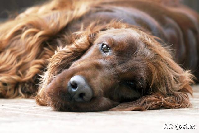 养狗之后，家里为什么会那么臭？插图27