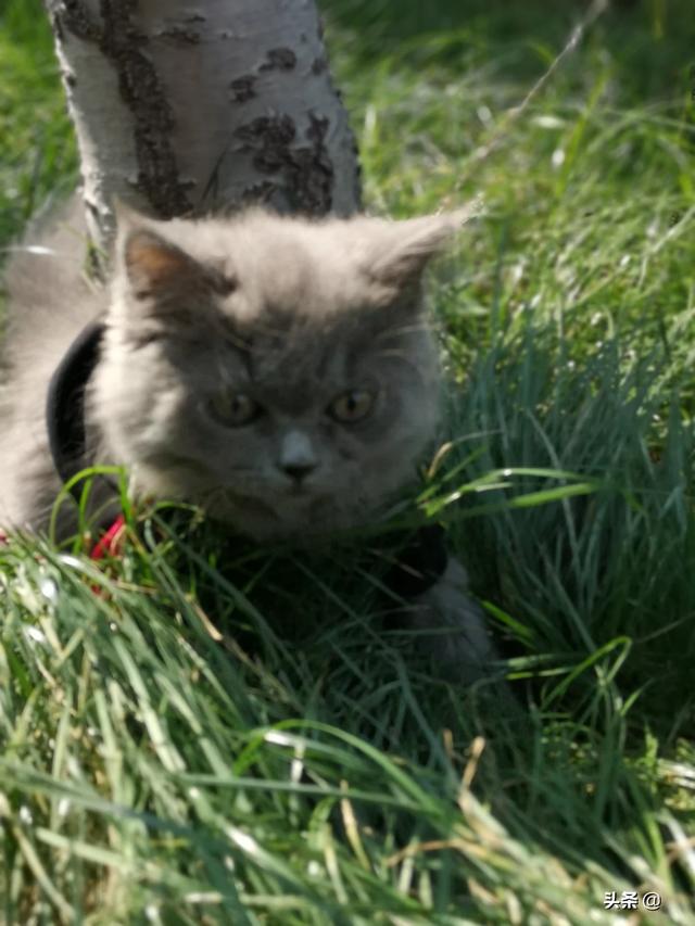 怎么确定猫认主人了咕噜咕噜:如何判断流浪猫是否想被抱回家？