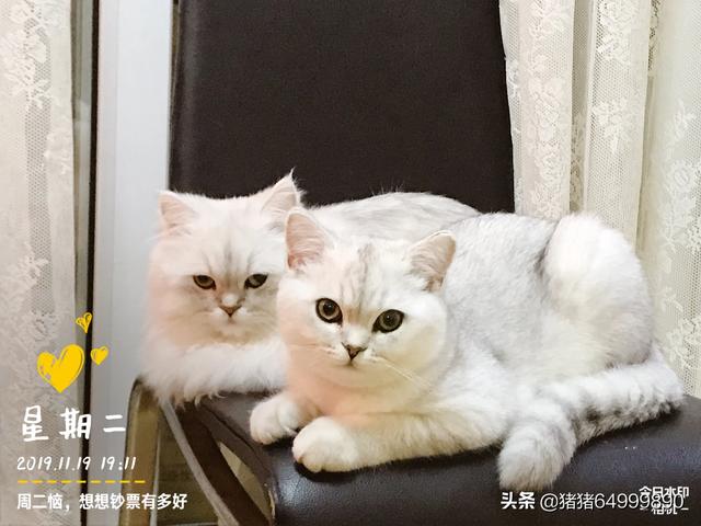 金吉拉价格及智商金吉拉好养吗多少钱一只知识 清秀吧