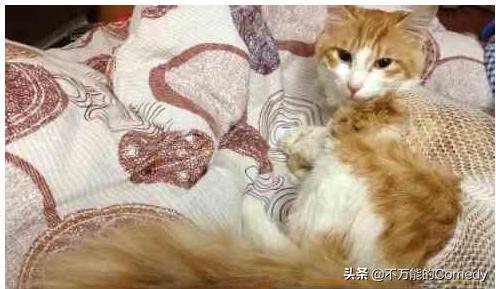 母猫绝育手术注意事项:给猫咪做绝育手术怎样做才能让猫不恨你？