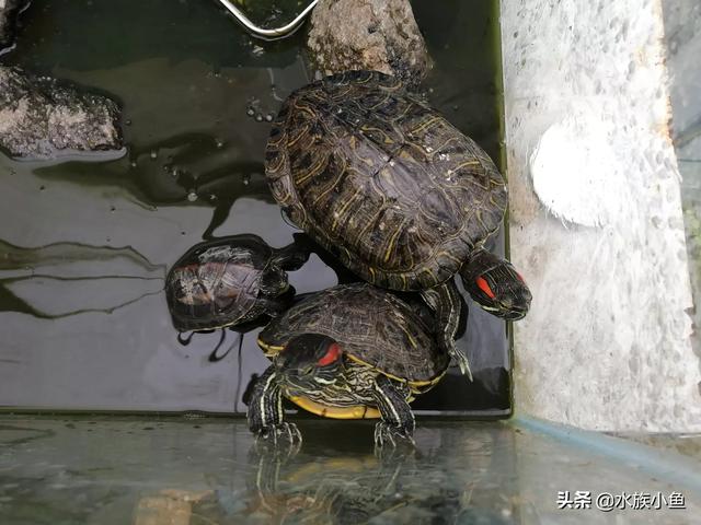 巴西龟为什么不能放生，家养十年巴西龟，不想要了怎么处理啊