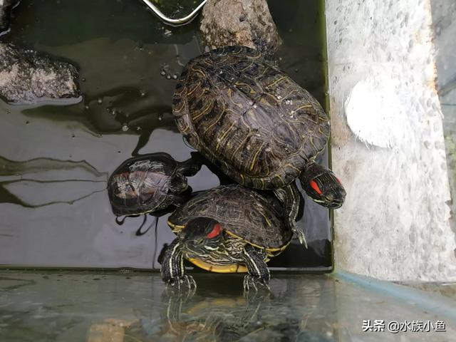 甜甜圈龟:巴西龟能和草龟放在一起养吗？