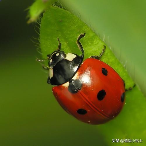 所有瓢虫的种类都是什么样:瓢虫有哪些种类的图片 瓢虫也分好坏，“星级”比较高的善于危害庄稼，农民该怎样防治？