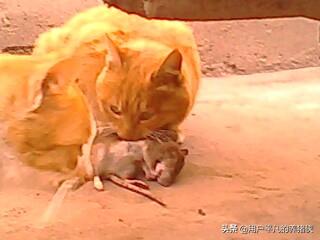 犬猫弓形虫病的症状:猫感染弓形虫有什么症状？