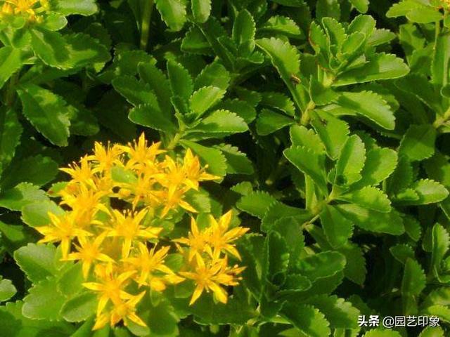 金不换植物:被老农称为“金不换”的植物，到底有什么神奇之处？