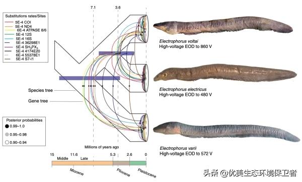 电鲶的资料:电鳗是通过什么原理发电的？可以变压成常用电吗？