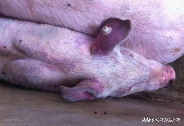 猪病防治图谱:育肥猪的时候，猪患了蓝耳的话有什么症状？应该如何防治？