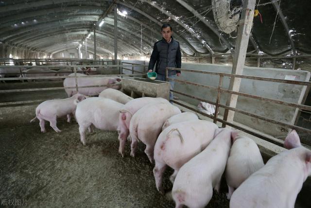 国内养殖集团靠低成本获利,小规模养猪靠什么？还能获利吗？