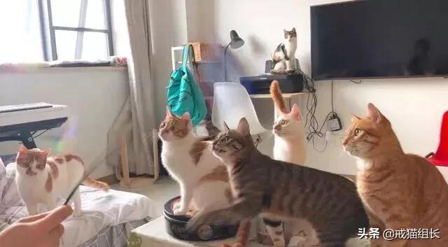 闷猫:猫喜欢吃塑料，该怎么办？