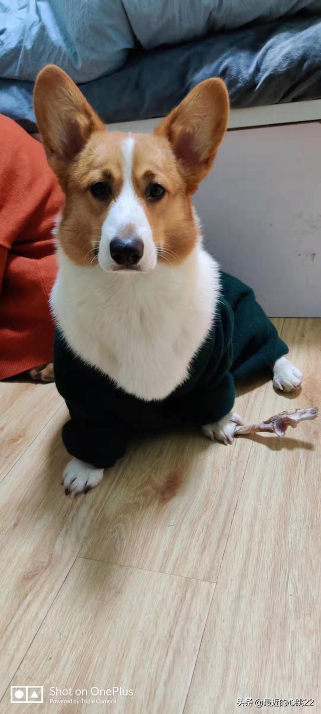 头条问答 柯基犬吃什么狗粮好 你家狗狗吃的是什么狗粮 Leileiuu的回答 0赞