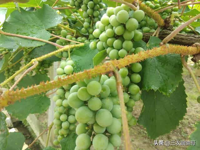 葡萄种植方法和时间:葡萄种植时间和方法视频 葡萄种植时每亩地种多少棵合适？行间距和株距怎么确定？