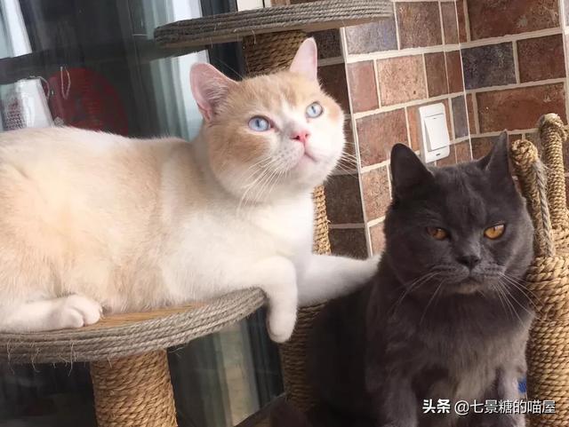 猫咪搞笑图:猫咪真的会笑吗，你有哪些视频或者图片证明？