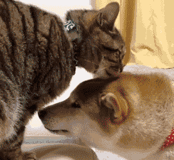 头条问答 猫会认主人吗 355个回答