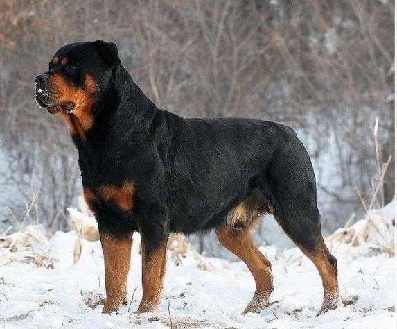 想养一只护卫犬,服从性高,有什么推荐吗?-头条问答