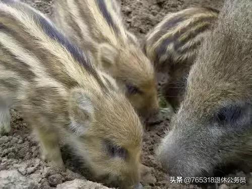 美国猎狐犬捕猎野猪:四川巴中野猪成灾，打不成！补偿难，农民该怎么办？