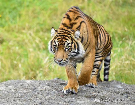 斑鬣狗属于猫科吗:为什么鬣狗可以和狮子争食而豹子却不敢？