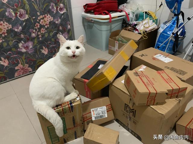 养猫一年的花费能有多少，养猫真的能一年赚几十万吗